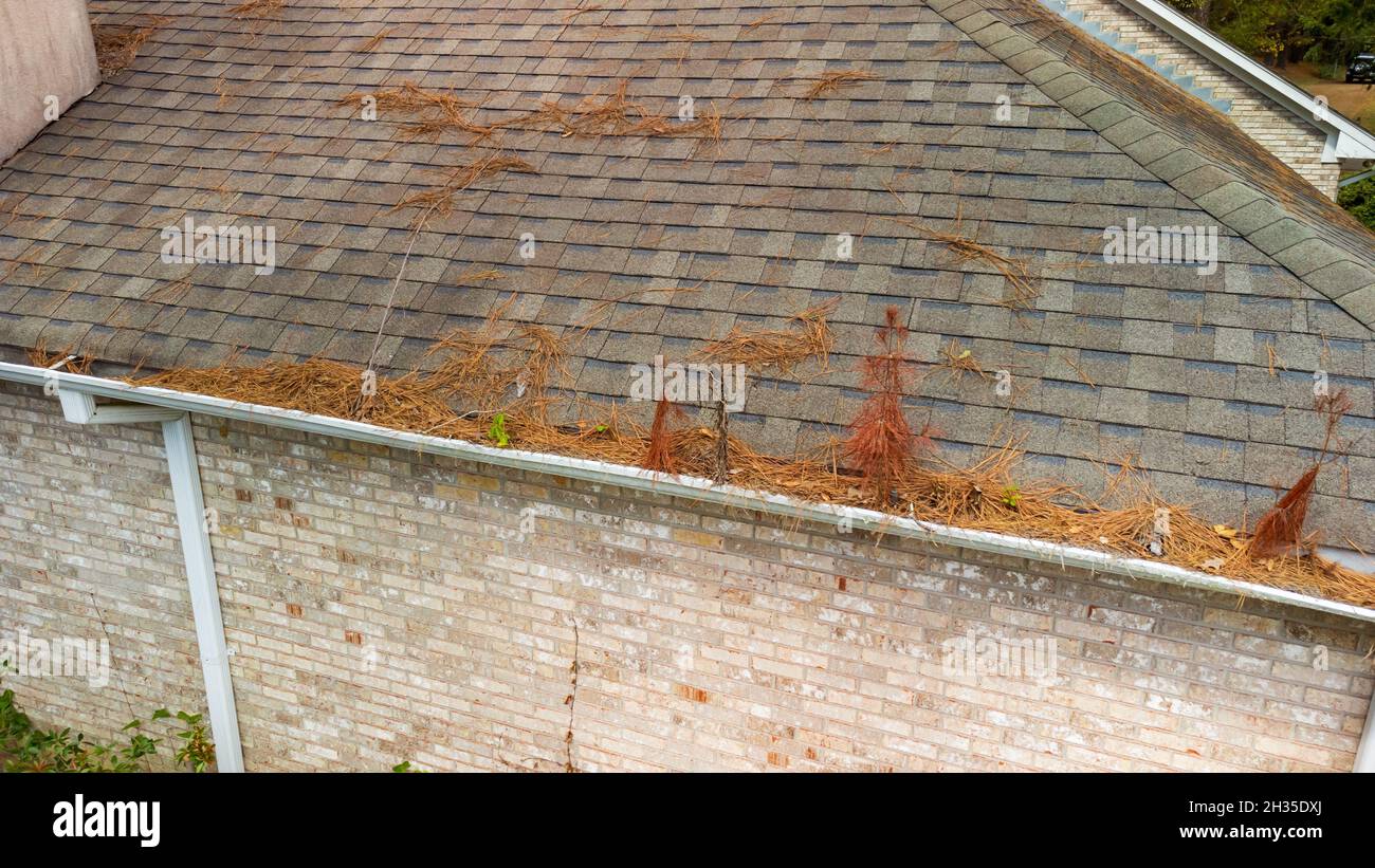 Gouttière sur la maison pleine de feuilles, de paille de pin, et de débris. Banque D'Images