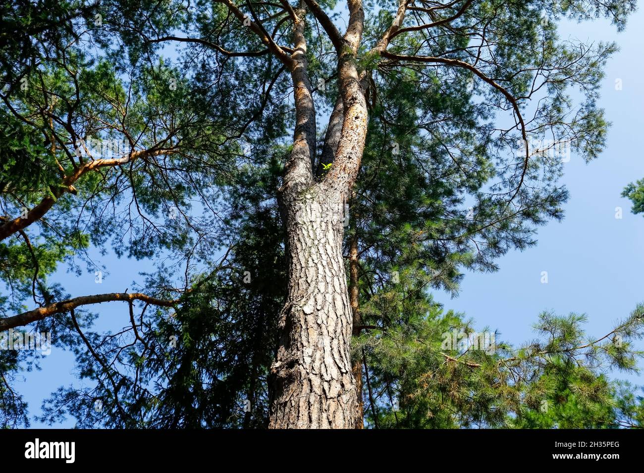 Les grands conifères créent un paysage forestier naturel.C'est un fragment d'une vaste zone forestière près du village de Wilga en Pologne. Banque D'Images
