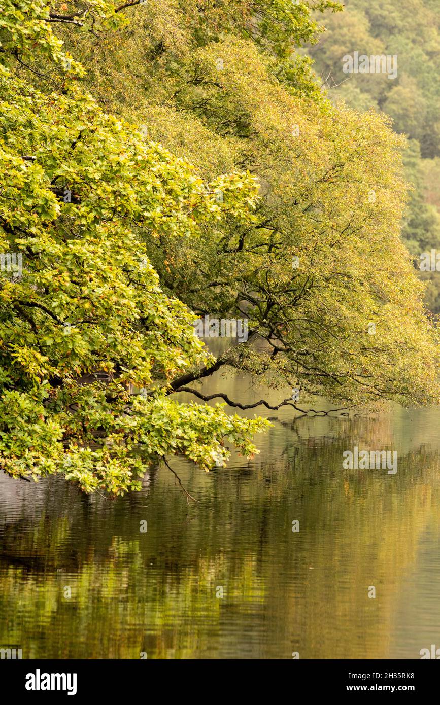 Réflexions capturées au début de la journée d'automne à Llyn Dinas, Gwynedd Snowdonia Wales UK Banque D'Images