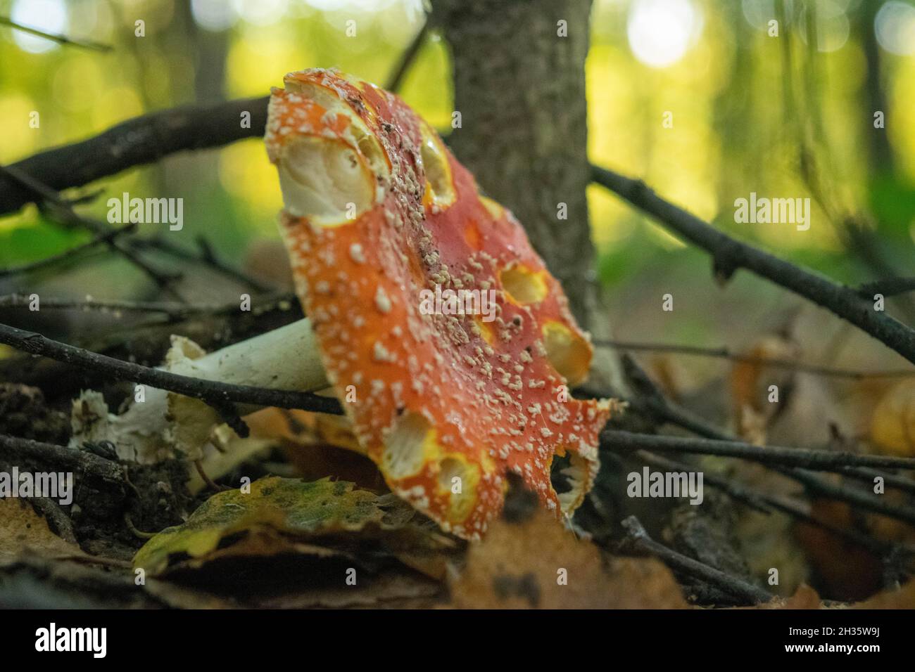 Un champignon toxique et hallucinogène Fly agaric dans l'herbe contre le fond d'une forêt d'automne.Gros plan sur les champignons toxiques rouges dans la nat Banque D'Images