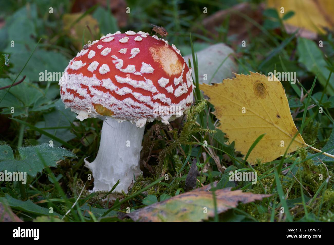 Champignon toxique Amanita muscaria dans la prairie.Connu sous le nom d'agaric de mouche ou amanita de mouche.Champignon rouge sauvage poussant dans l'herbe. Banque D'Images