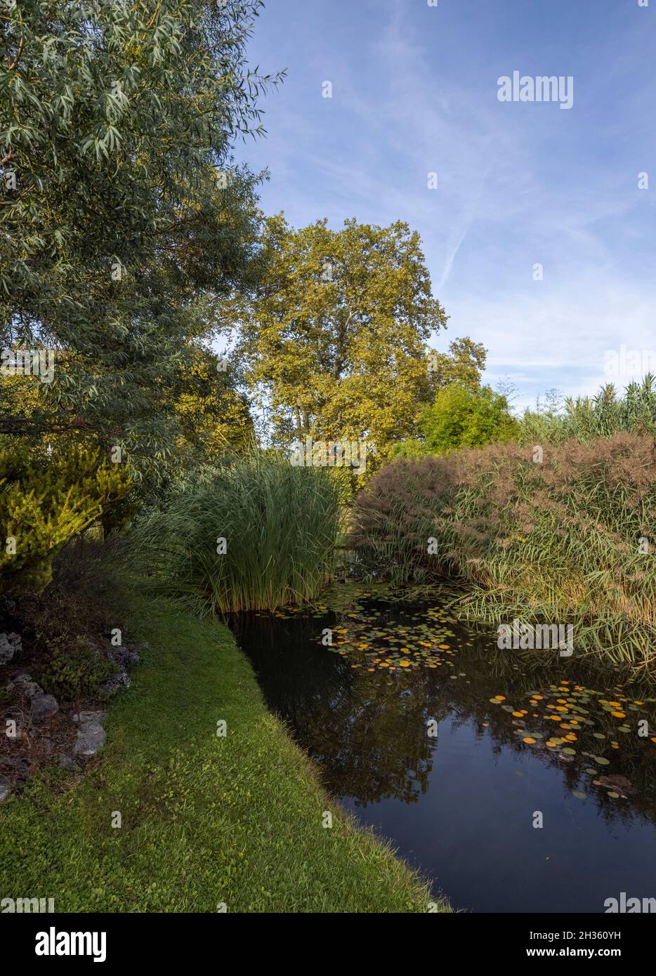 Piscine, buissons et arbres, Conservatoire et jardin botanique de la ville de Genève, Suisse Banque D'Images