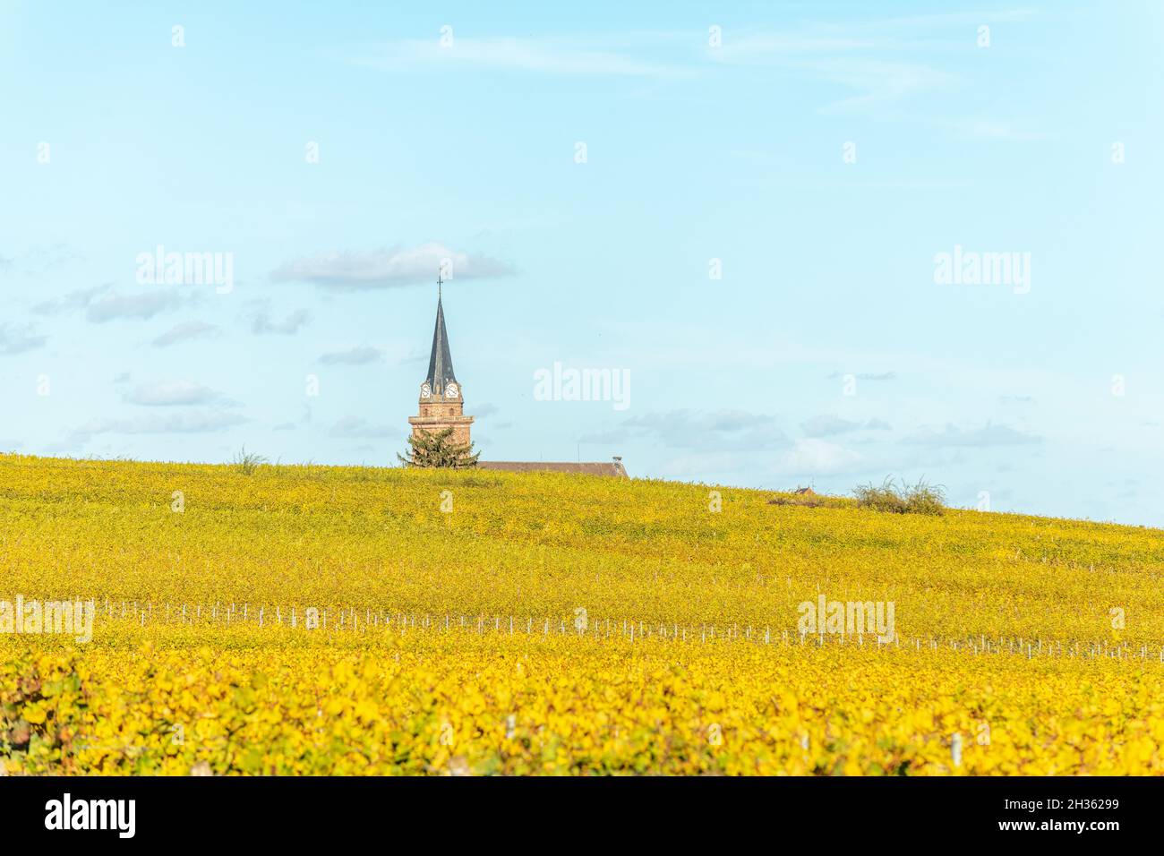 Alsace vignoble en automne avec des feuilles jaunes.Alsace, France, Europe. Banque D'Images