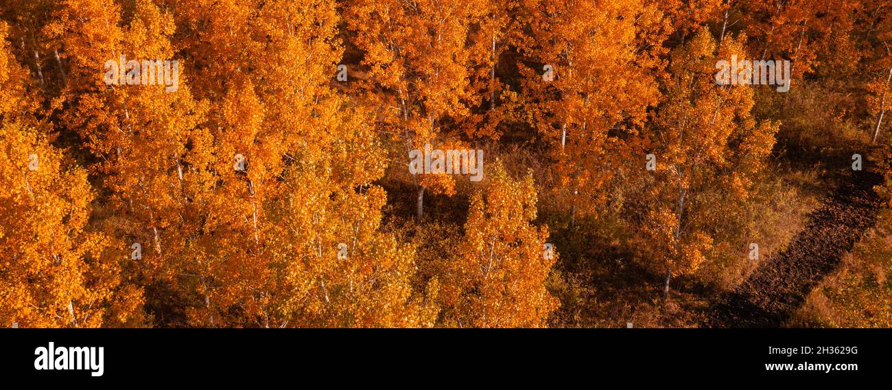 Saison d'automne dans la forêt à feuilles caduques.Prise de vue aérienne des arbres orange en automne après-midi à partir de drone pov, image panoramique Banque D'Images