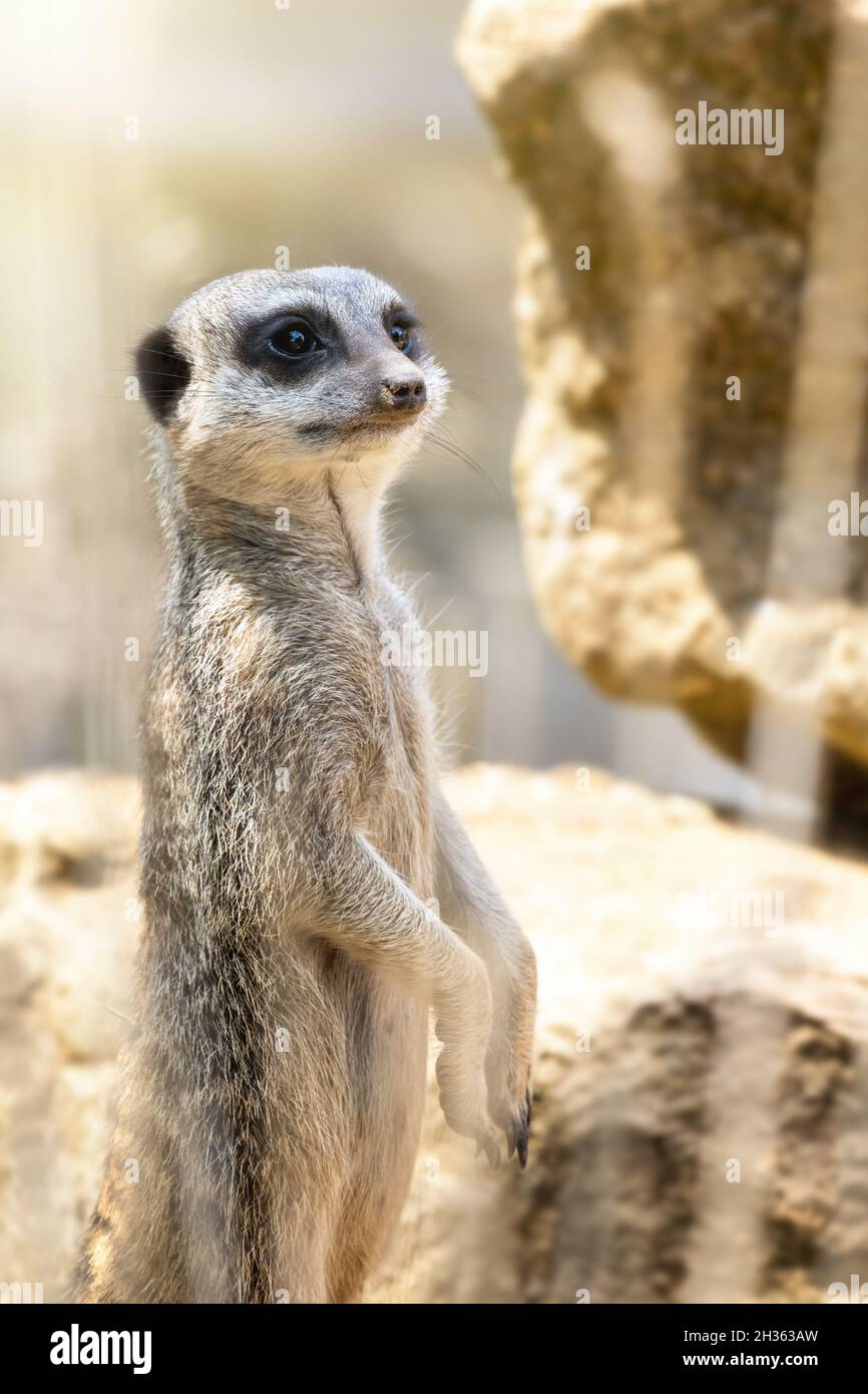 Meerkat vigilant, suricata suricata, au soleil.Il s'agit d'une garde debout sentry, qui avertira le paquet de tout danger imminent. Banque D'Images