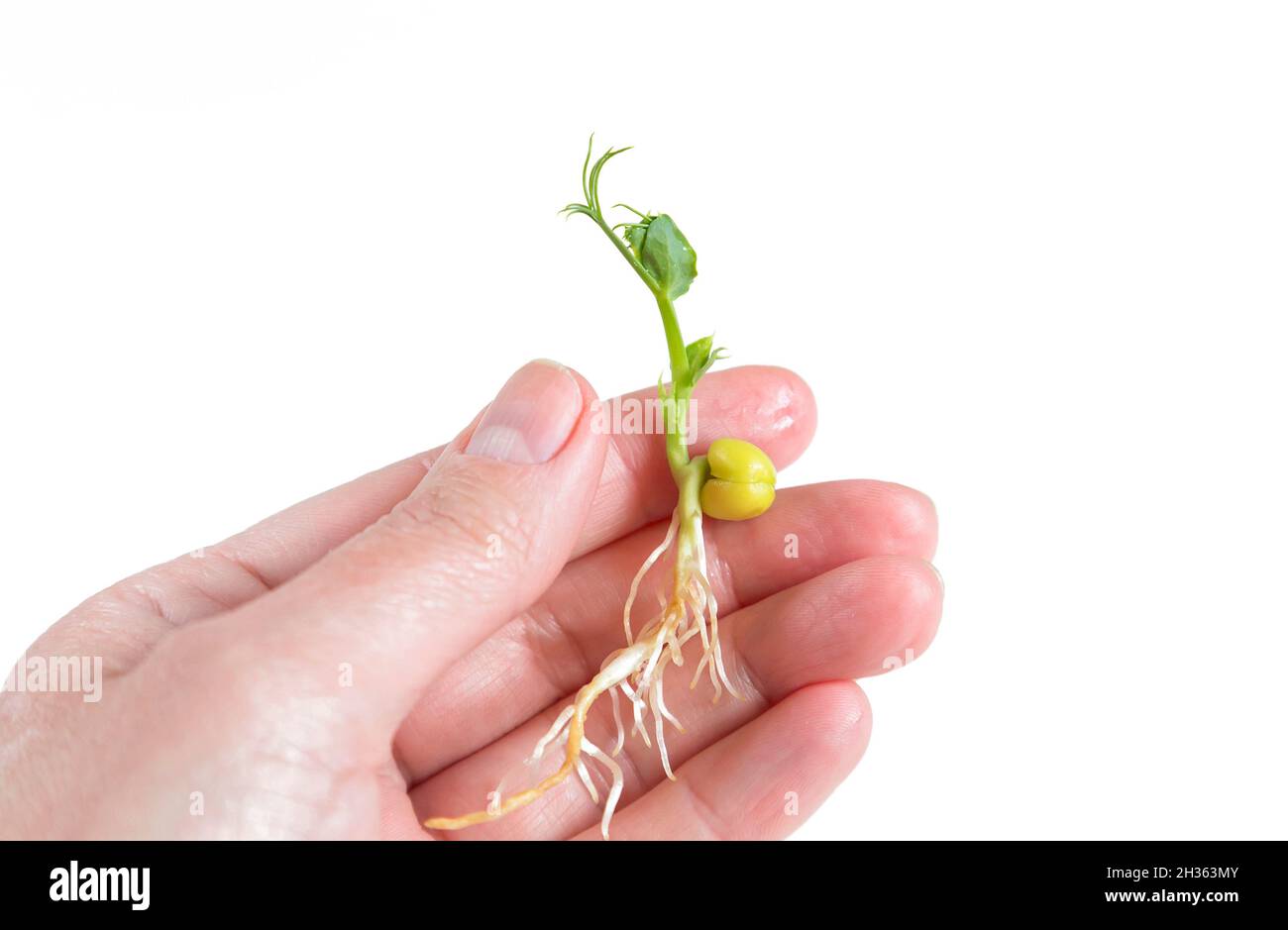 Femme tenant main micro vert sprout de pois isolés sur blanc.Microgreens Vegan et saine alimentation, biologique, concept de régime végétarien.All Banque D'Images