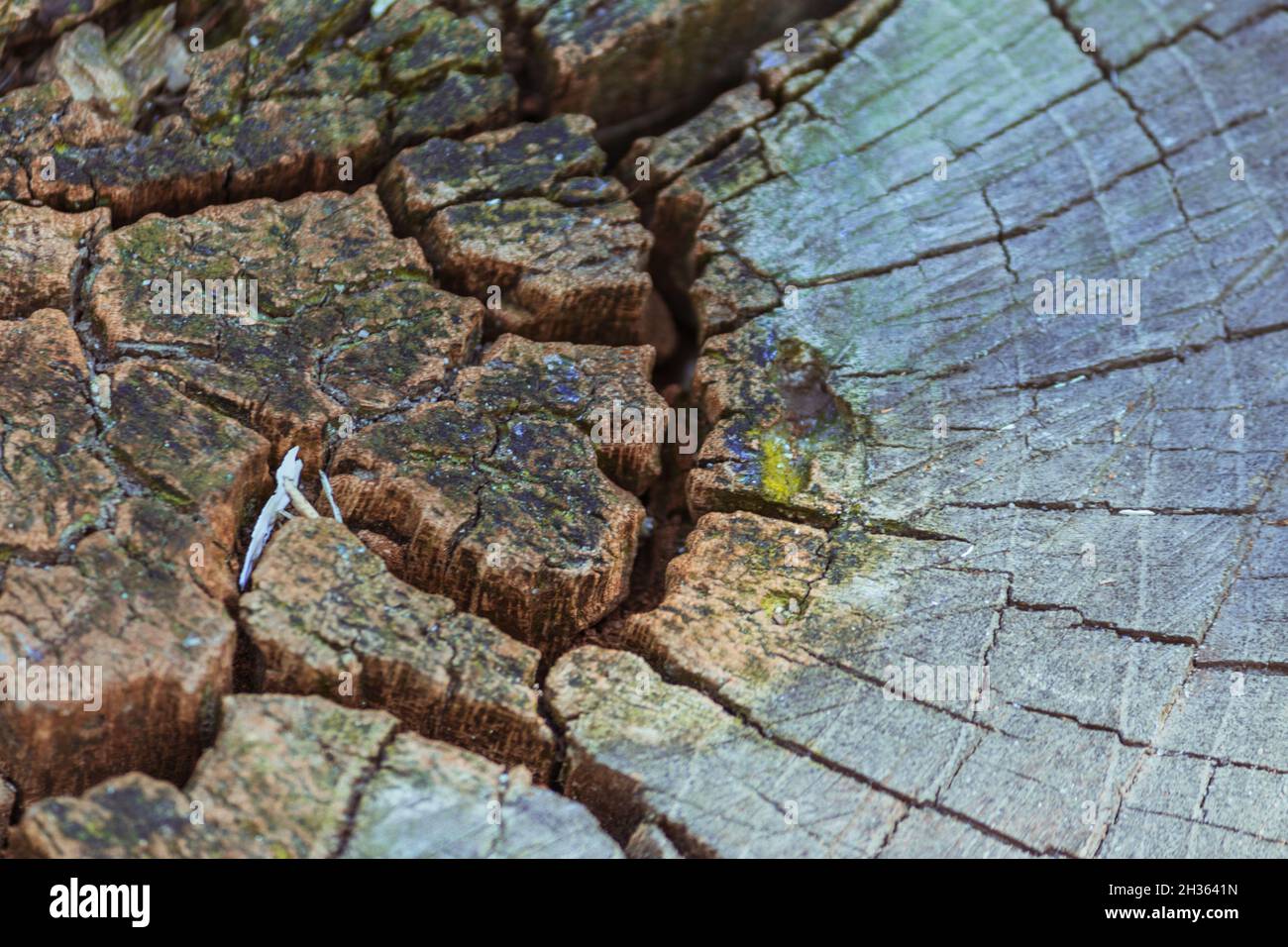 Vue en coupe du grain de bois de coupe fissuré en profondeur.Texture boisée. Banque D'Images