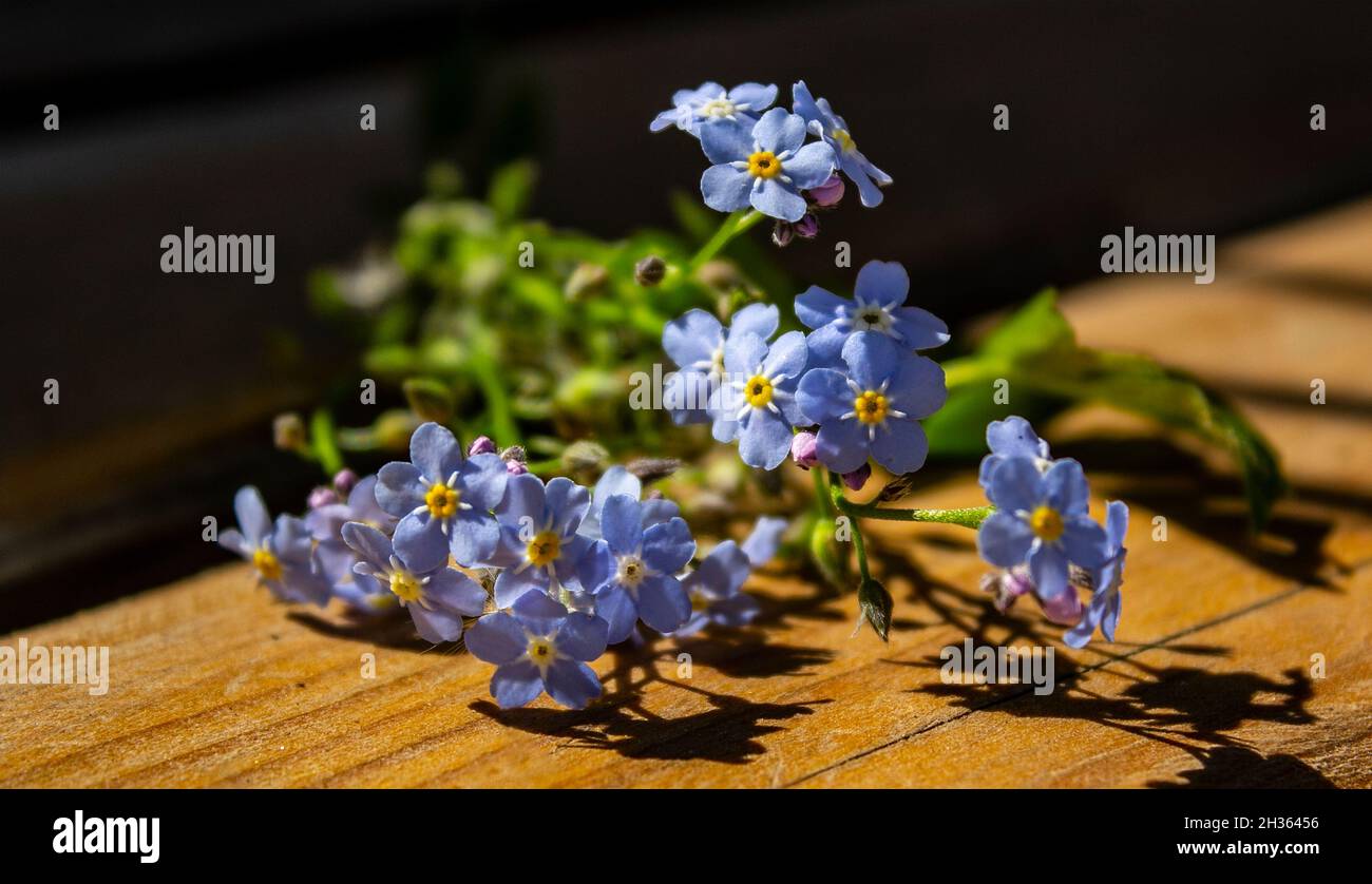 Forgetmenot fleurs en forme de coeur sur un fond en bois Banque D'Images