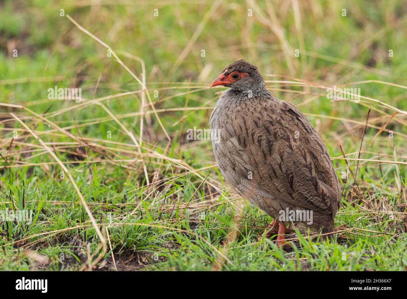 Spurfowl à col rouge - Pternistis afer, magnifique oiseau de francoline de couleur des savanes africaines, Parc national de la Reine Elizabeth, Ouganda. Banque D'Images
