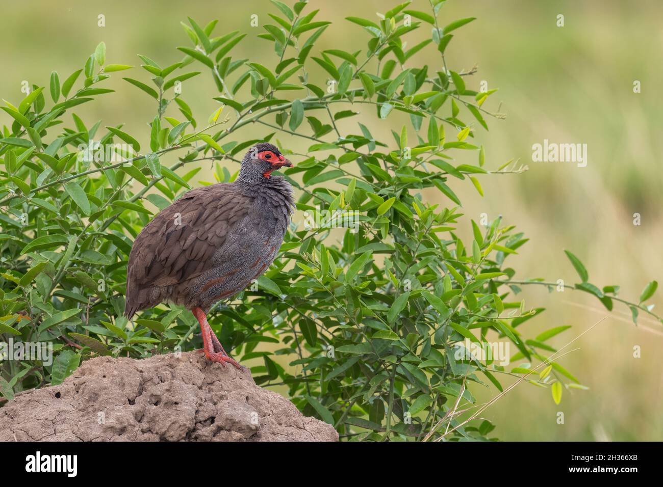 Spurfowl à col rouge - Pternistis afer, magnifique oiseau de francoline de couleur des savanes africaines, Parc national de la Reine Elizabeth, Ouganda. Banque D'Images