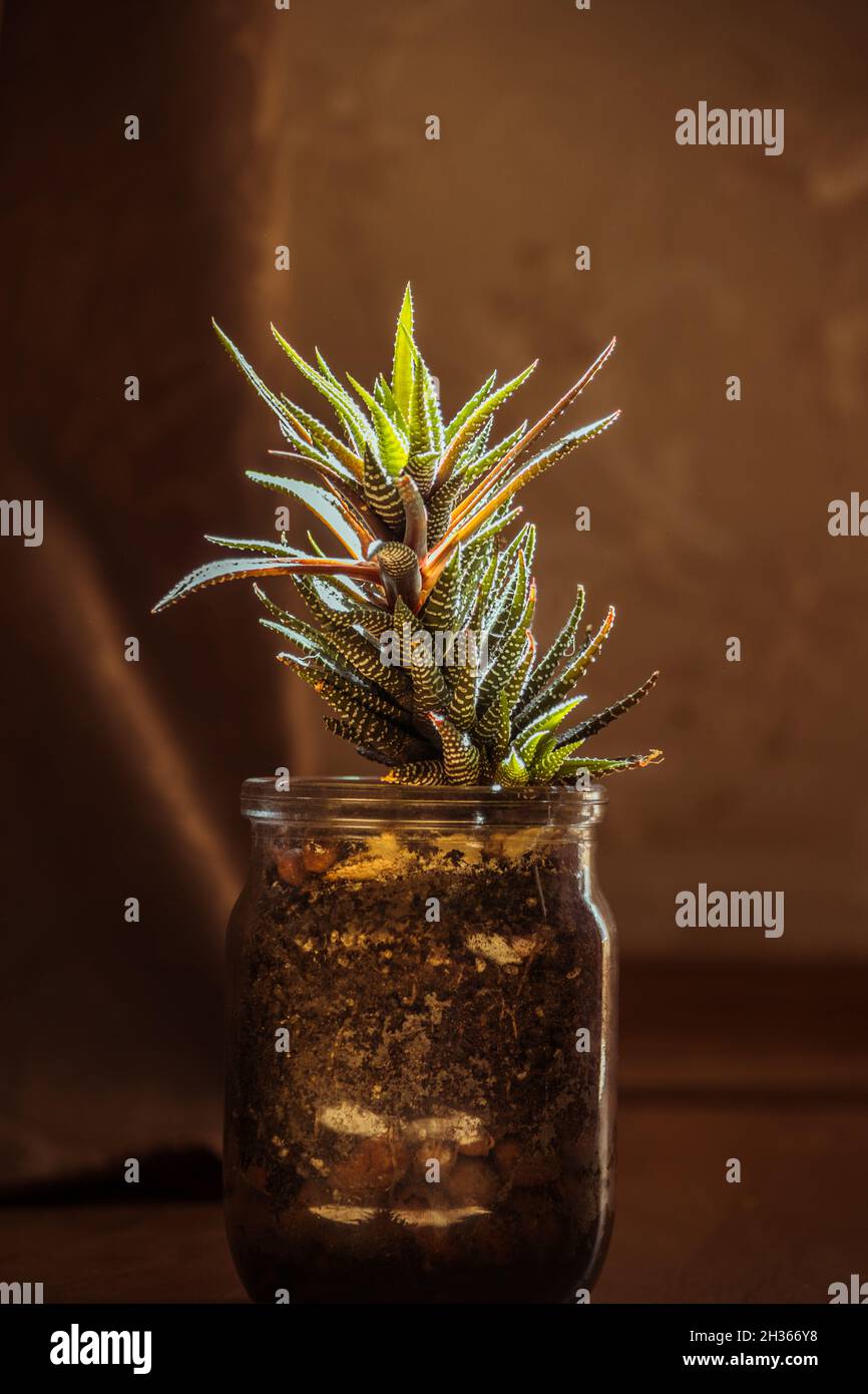 Un grand succulent dans un pot transparent, où ses racines sont visibles au soleil. Banque D'Images
