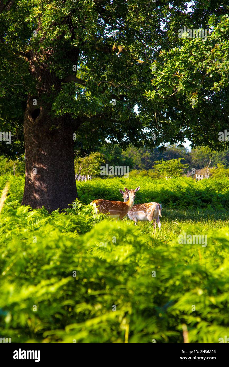 Cerfs rouges errants à Bushy Park, East Molesey, Londres, Royaume-Uni Banque D'Images