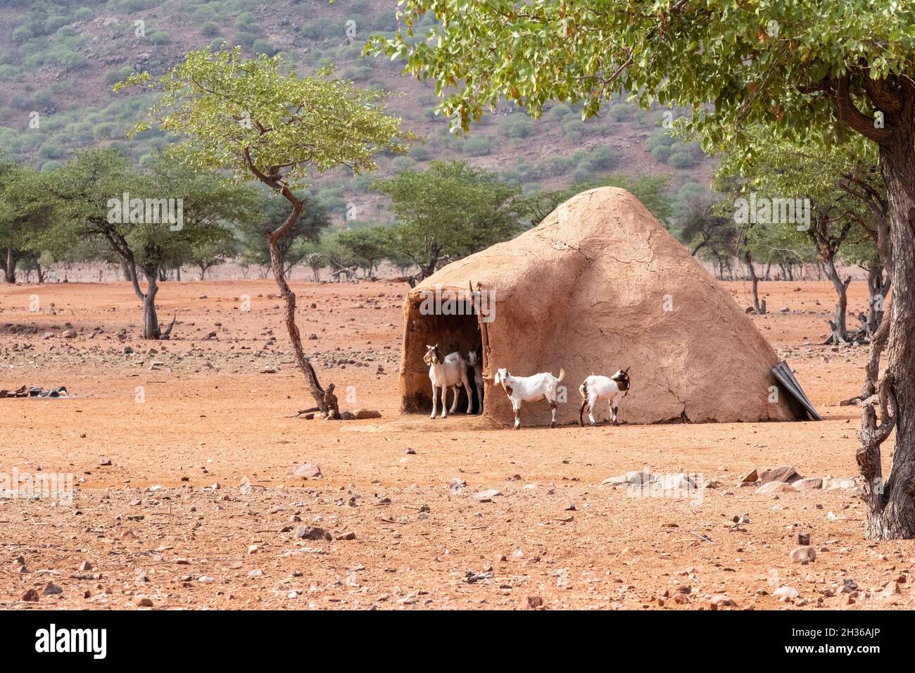 Une cabane en argile ronde Himba traditionnelle. Chèvres devant la maison familiale africaine. Logement local traditionnel. Région de Kunene, Kaokoland, Namibie, Afrique Banque D'Images