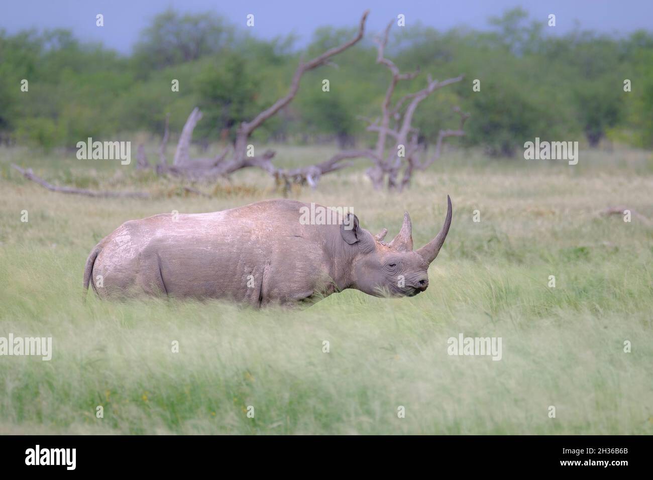 Rhinocéros noir (Diceros bicornis) marchant dans les prairies.Parc national d'Etosha, Namibie, Afrique Banque D'Images