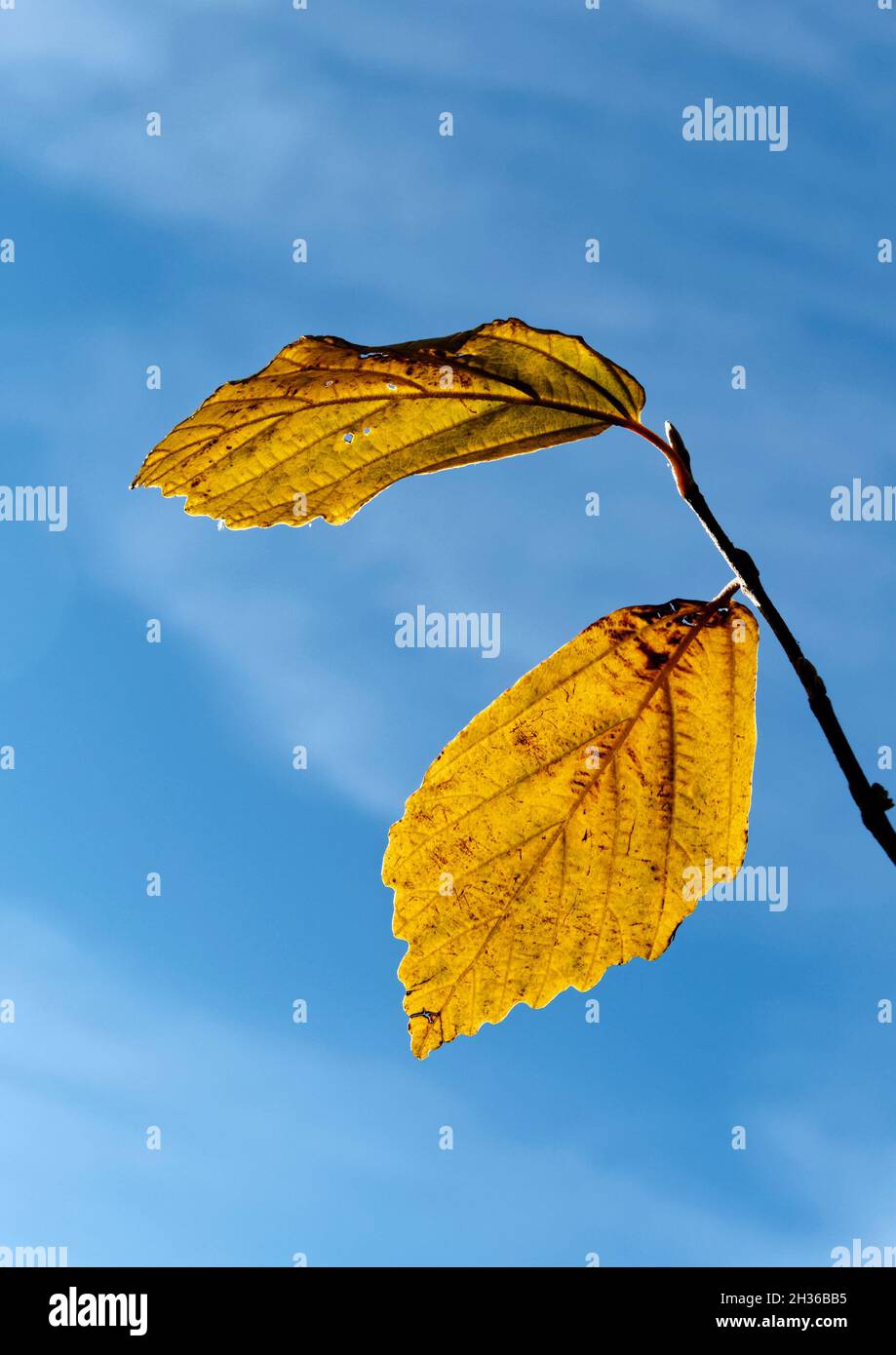 Feuilles dorées de hêtre d'automne contre un ciel bleu. Banque D'Images