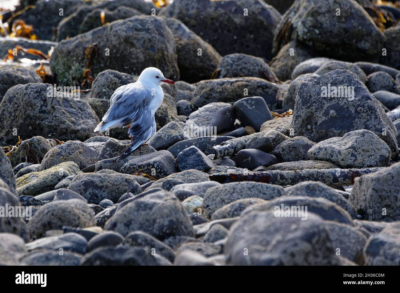 Un mouette a blessé son aile, il ne regarde pas bien. Banque D'Images