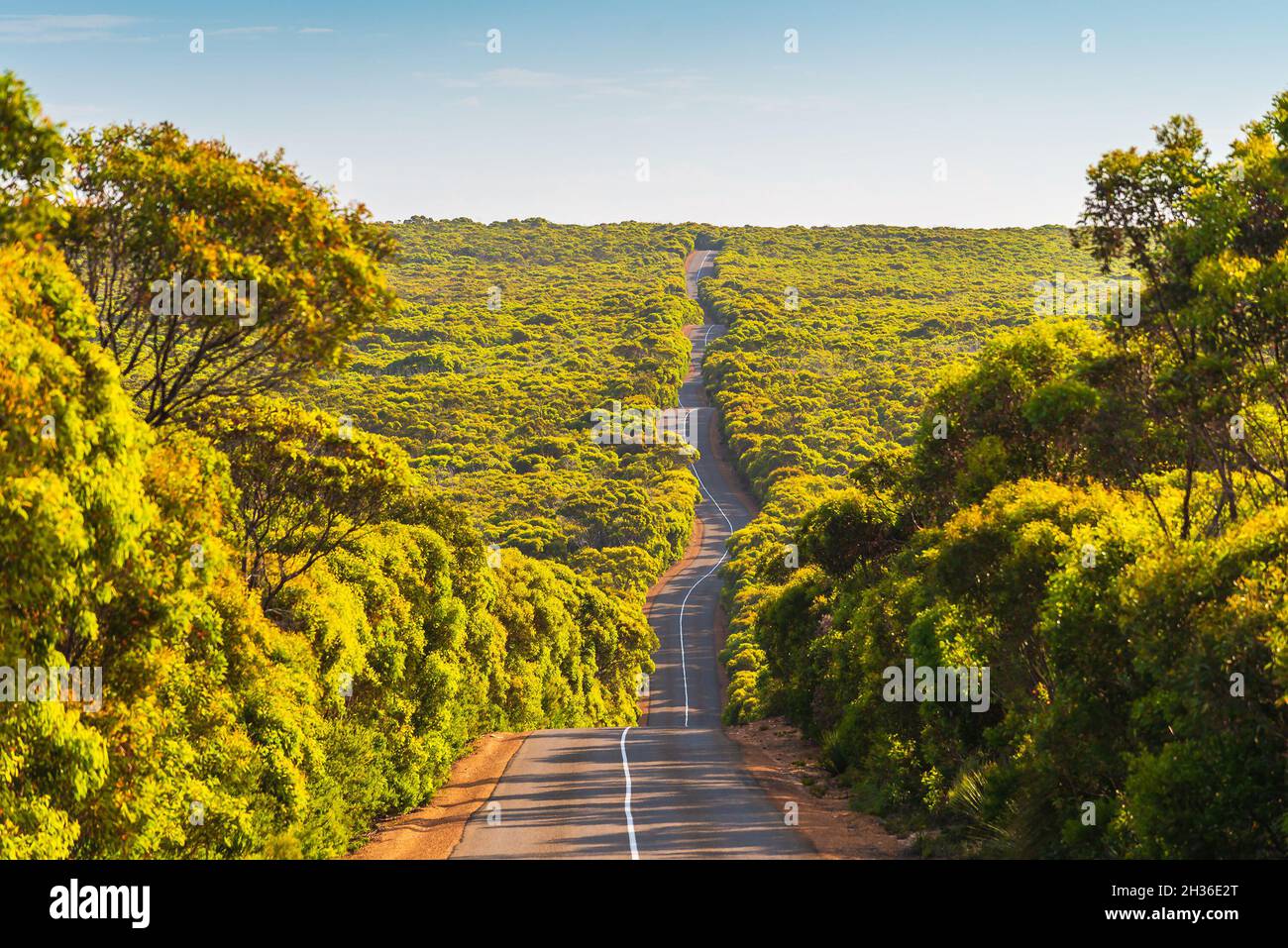 Longue route sinueuse sur Kangaroo Island à travers le Bush et les gumtrees, parc national de Flinders Chase, Australie méridionale Banque D'Images