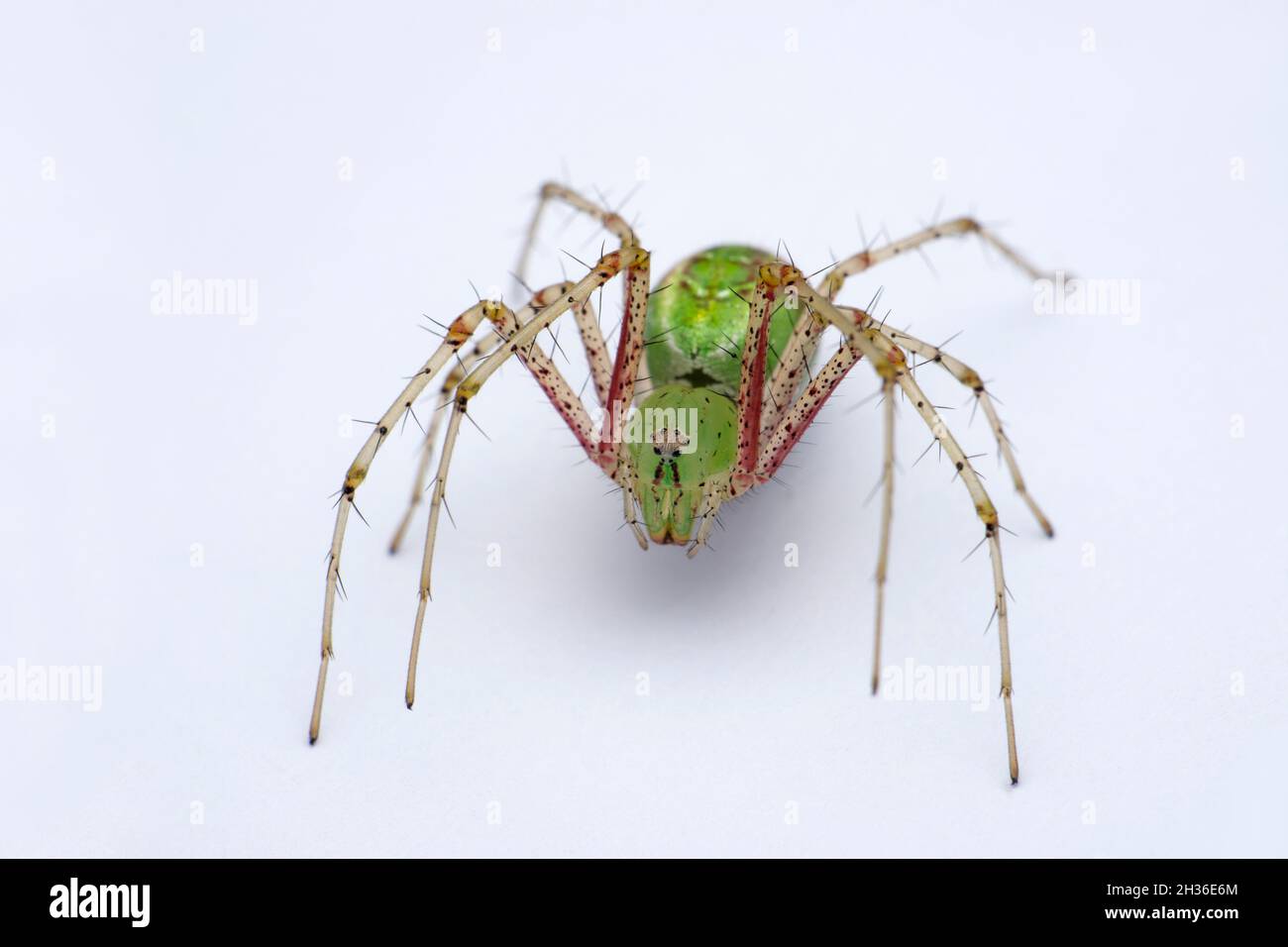 Araignée de lynx verte, Oxyopes paykulli, Satara, Maharashtra, Inde Banque D'Images