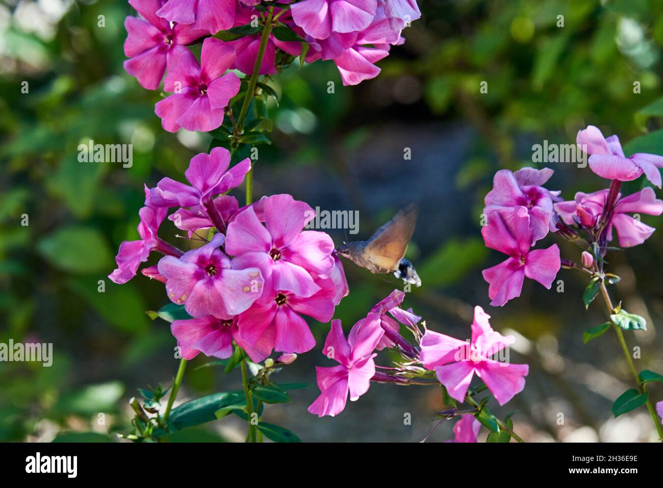 Phlox rose vif, sur lequel vole la teigne du faucon.Fond floral. Banque D'Images