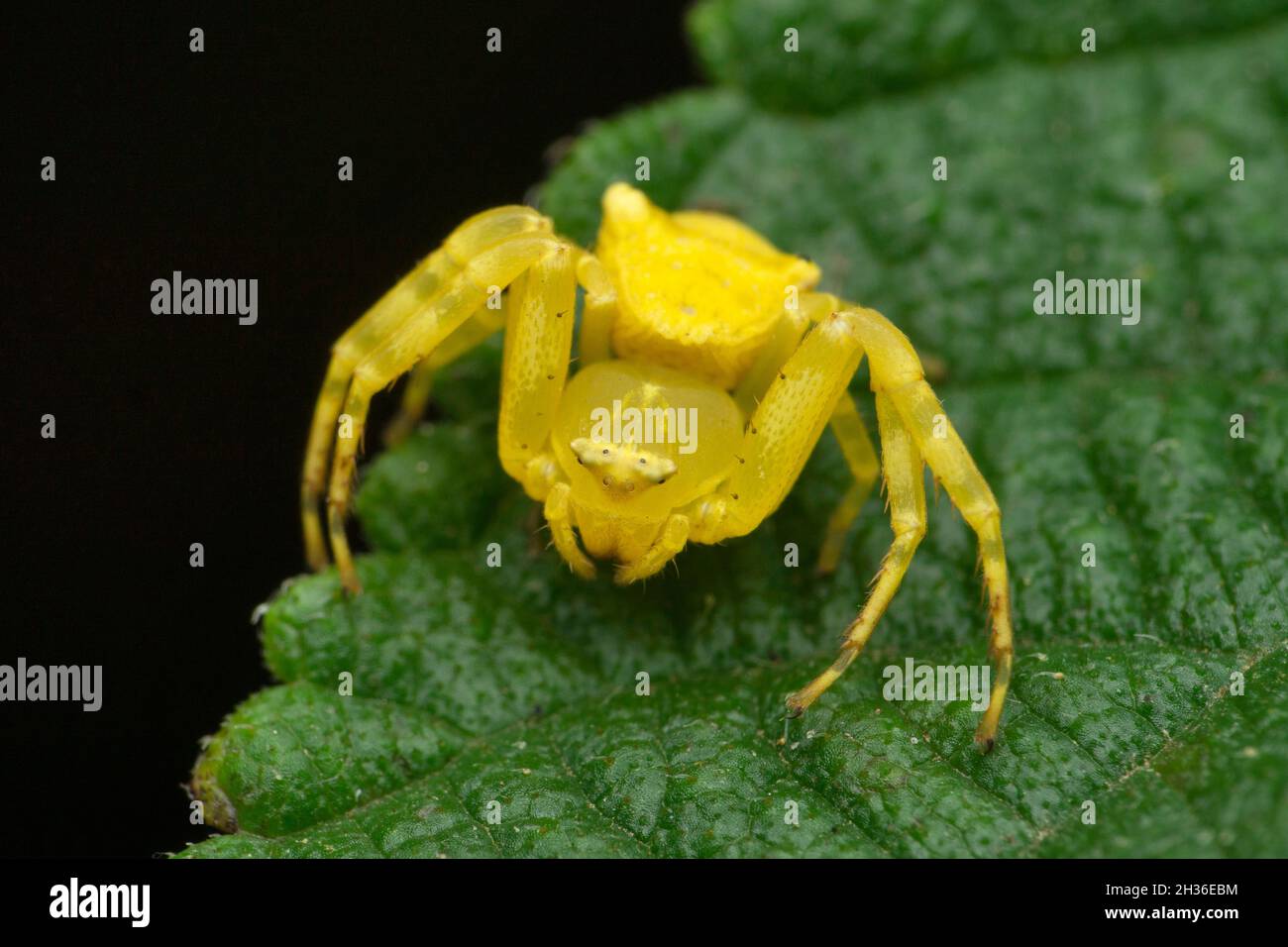 Araignée de crabe jaune, Misumena vatia, Satara, Maharashtra, Inde Banque D'Images