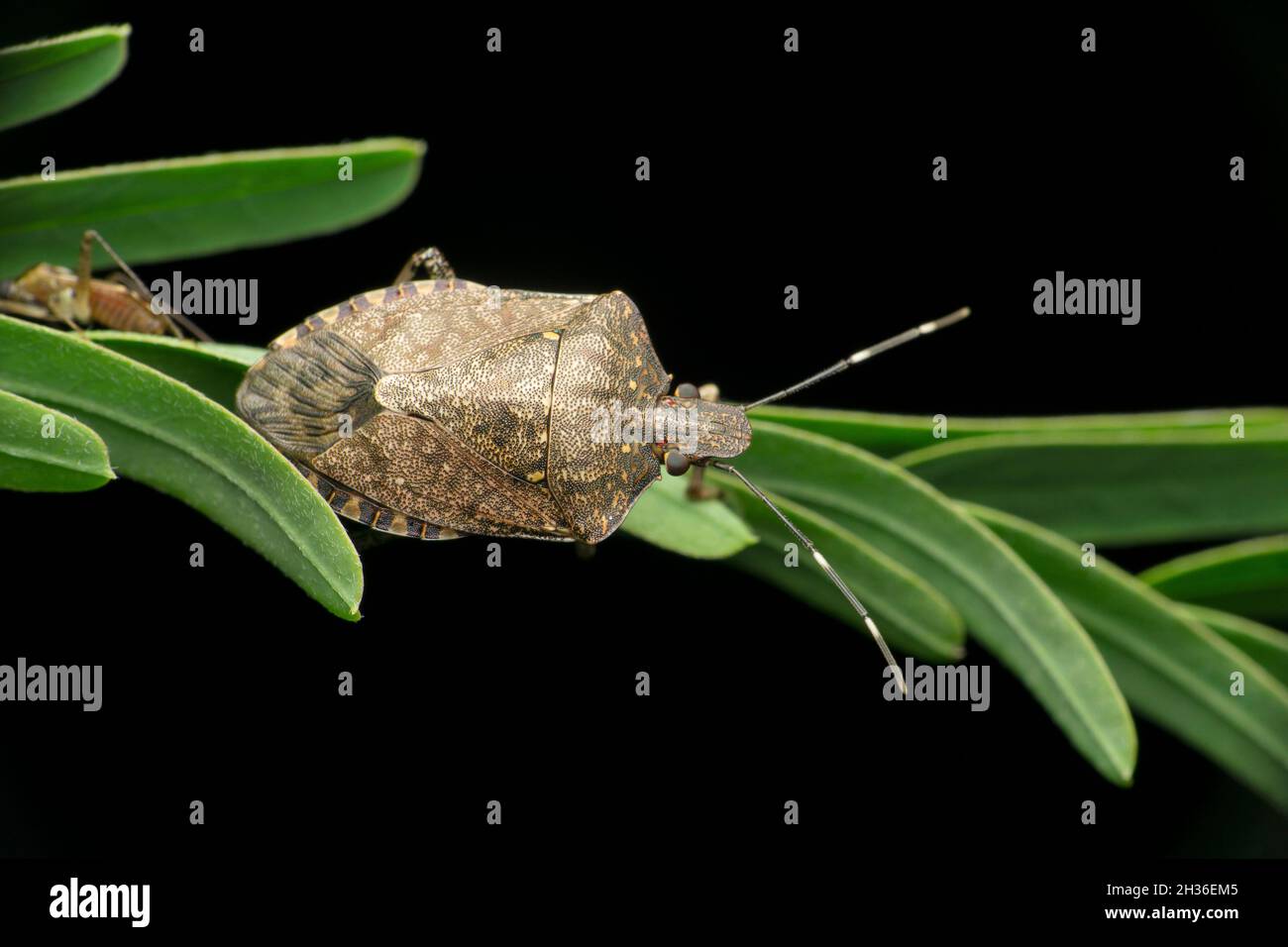 Punaise grise, Satara, Maharashtra, Inde Banque D'Images