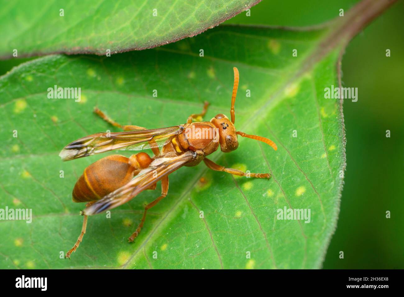 Guêpe en papier rouge, espèce des Polistes, Satara, Maharashtra, Inde Banque D'Images