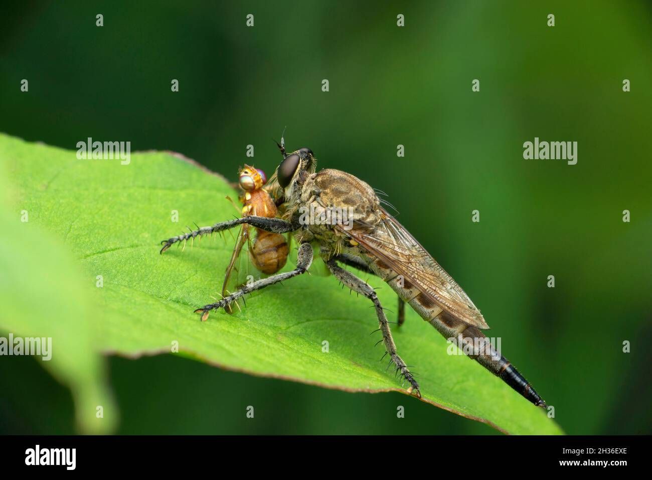 Robberfly, espèce Zosteria avec chasse aux fruits, Satara, Maharashtra, Inde Banque D'Images