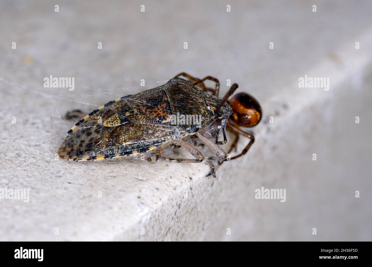 Gros plan d'une araignée mangeant un insecte sur un seuil de fenêtre — free download