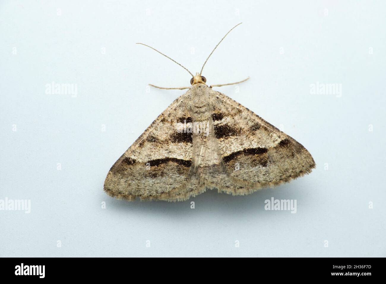 Papillon des papillons, espèce Duponchelia, Satara, Maharashtra, Inde Banque D'Images