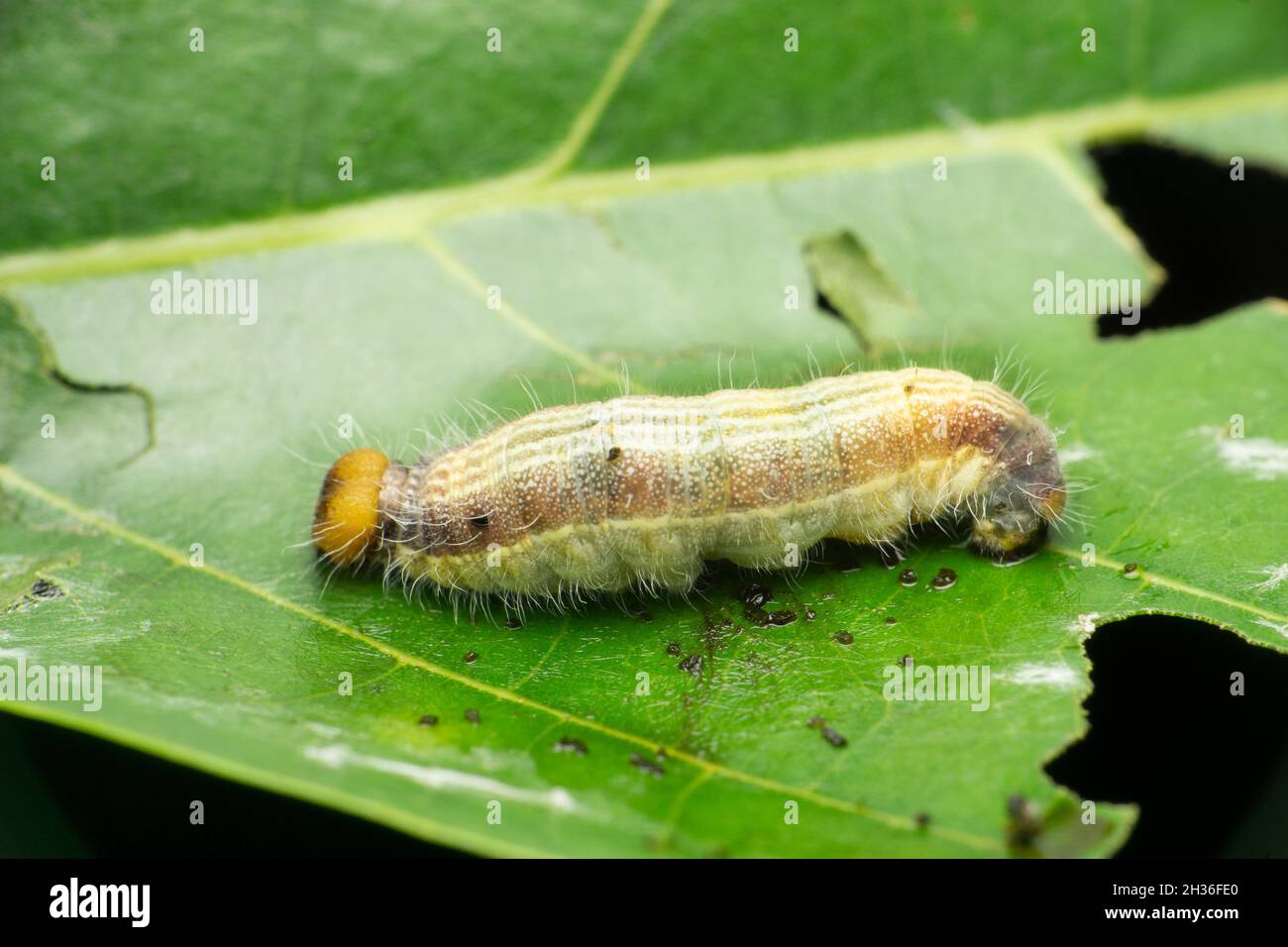 Chenille de papillons rapides, espèce Parnara, Satara, Maharashtra, Inde Banque D'Images