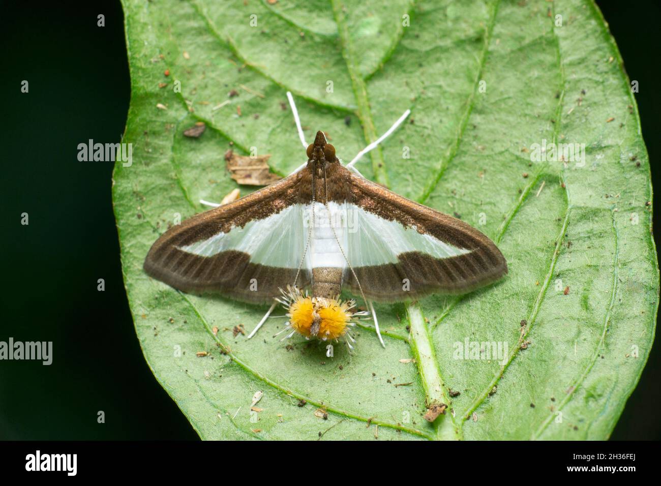Concombre, Diaphania indica, Satara, Maharashtra, Inde Banque D'Images