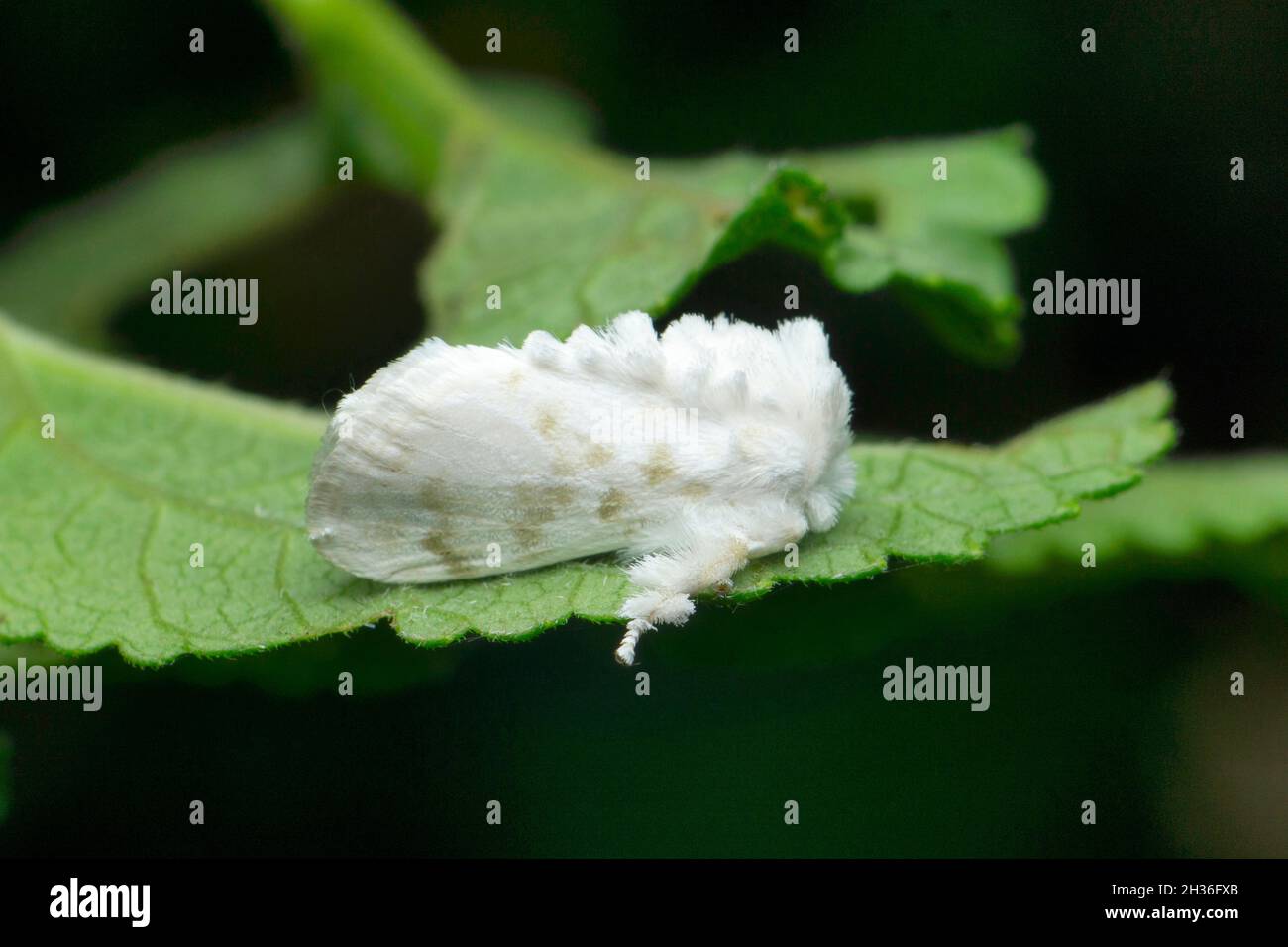 Blanc Moth de tissu poussiéreux, Satara, Maharashtra, Inde Banque D'Images