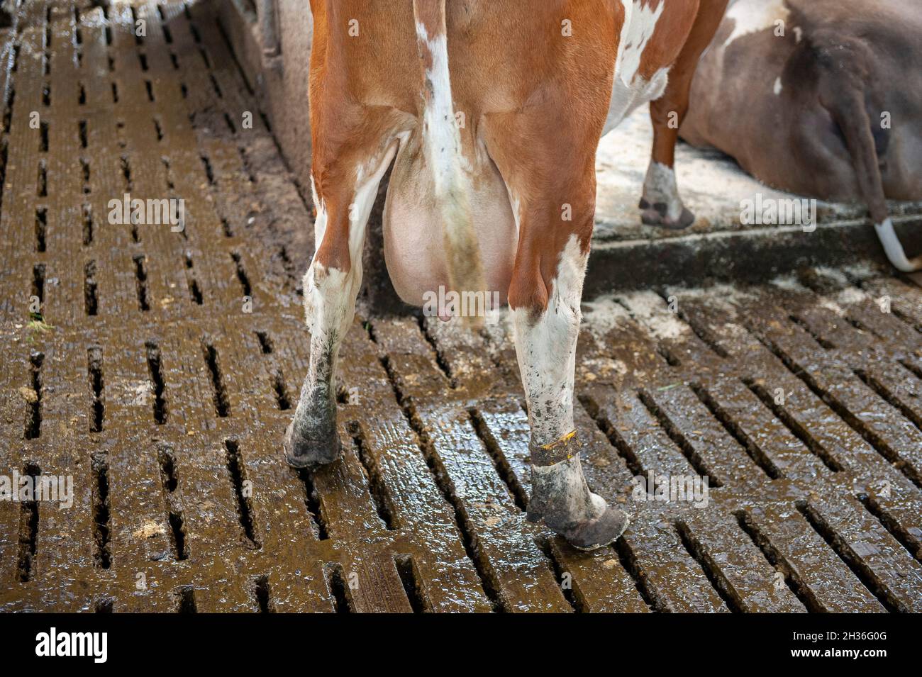 Vache dans un abri de vache sur une ferme hollandaise. Banque D'Images