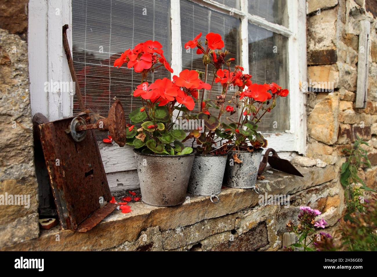 Fleurs sur la connaissance du cottage traditionnel en pierre avec fenêtres à guillotine à Blanchland, Northumberland, Royaume-Uni, Banque D'Images