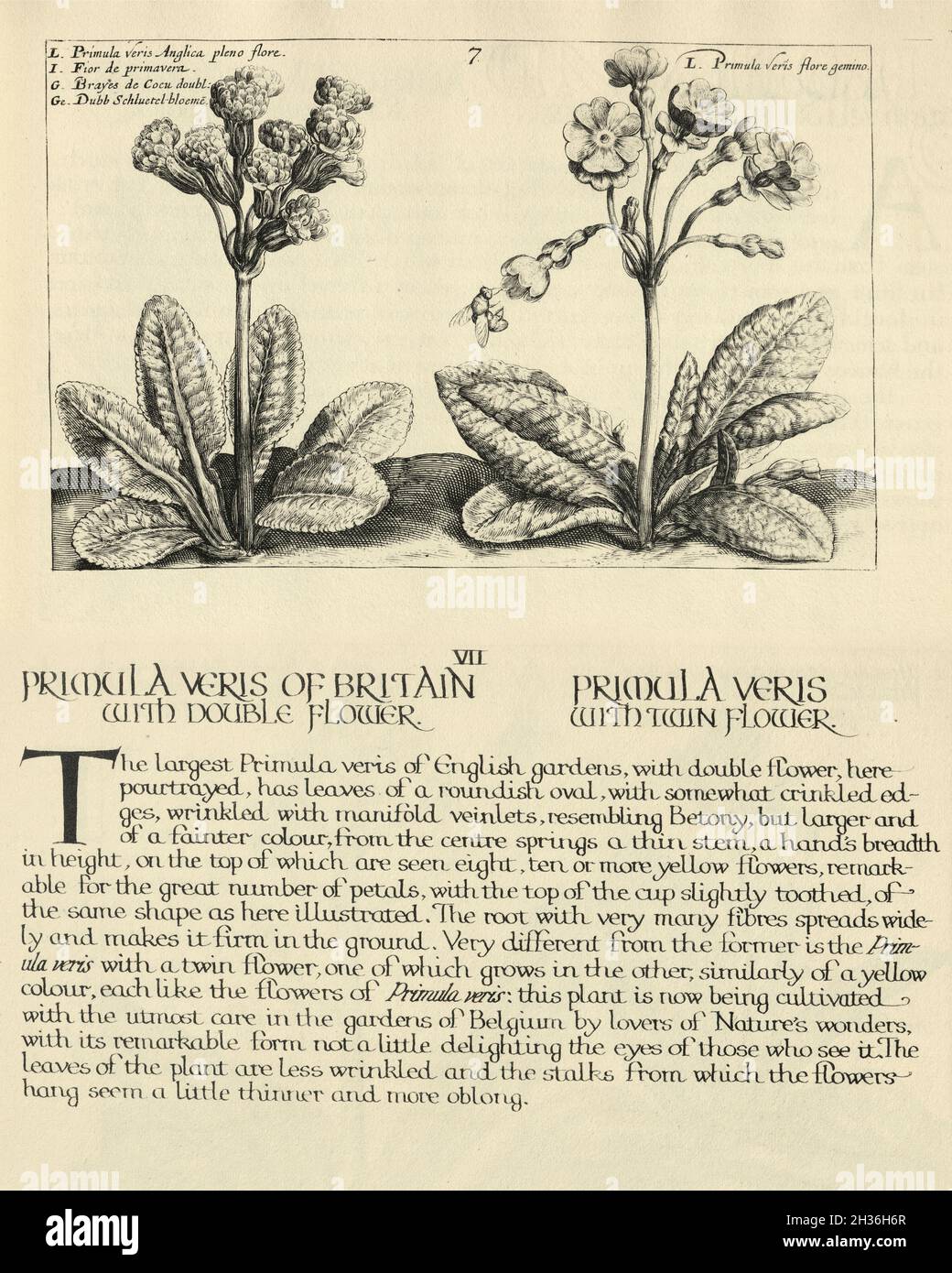 Imprimé botanique de Primula veris, plante herbacée à fleurs vivaces de la famille des Primulacées. De Hortus Floridus par Crispin d Banque D'Images