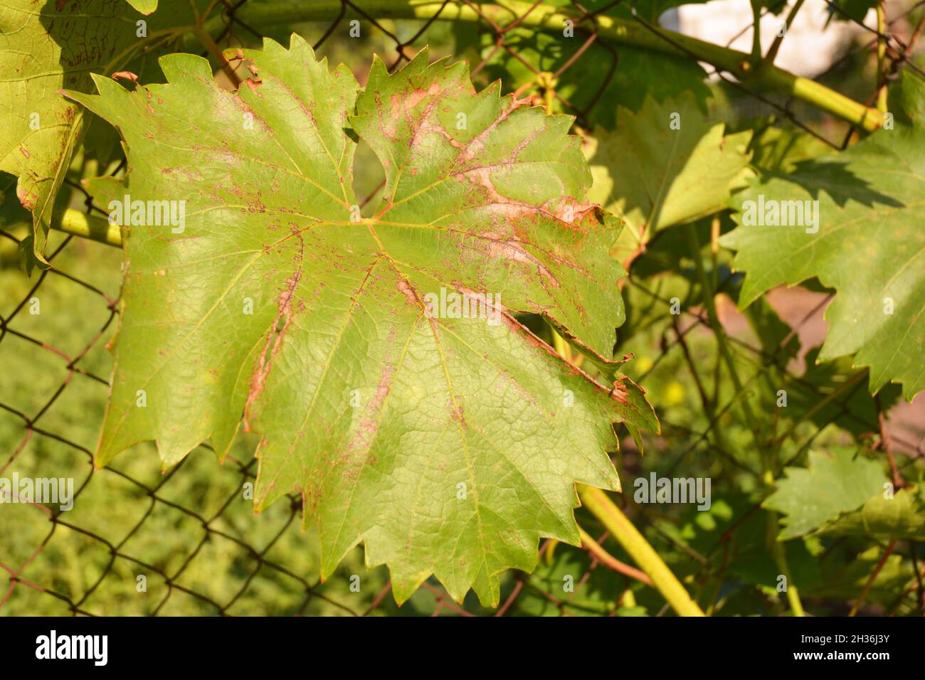 Maladies de la vigne.L'anthracnose des raisins (Elsinoë ampelina) est — free download