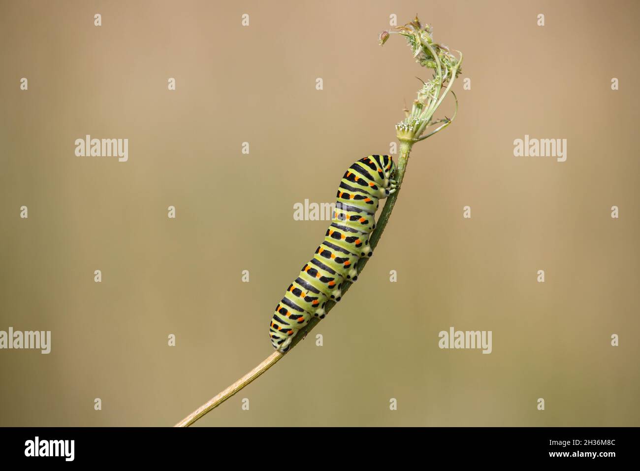 Gros plan d'une chenille sur l'herbe dans un champ exposé à la lumière du soleil avec un arrière-plan flou Banque D'Images