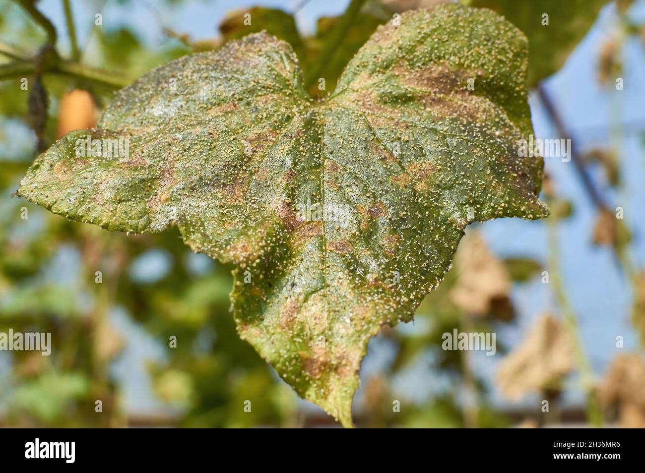 Parasites de jardin parasites sur les feuilles de concombre maladies ...
