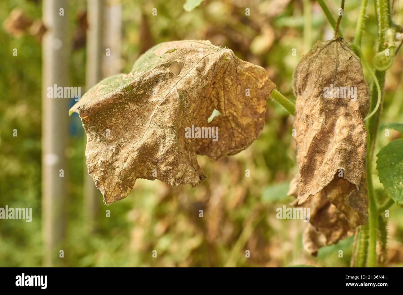 Maladies du Banque de photographies et d’images à haute résolution Alamy