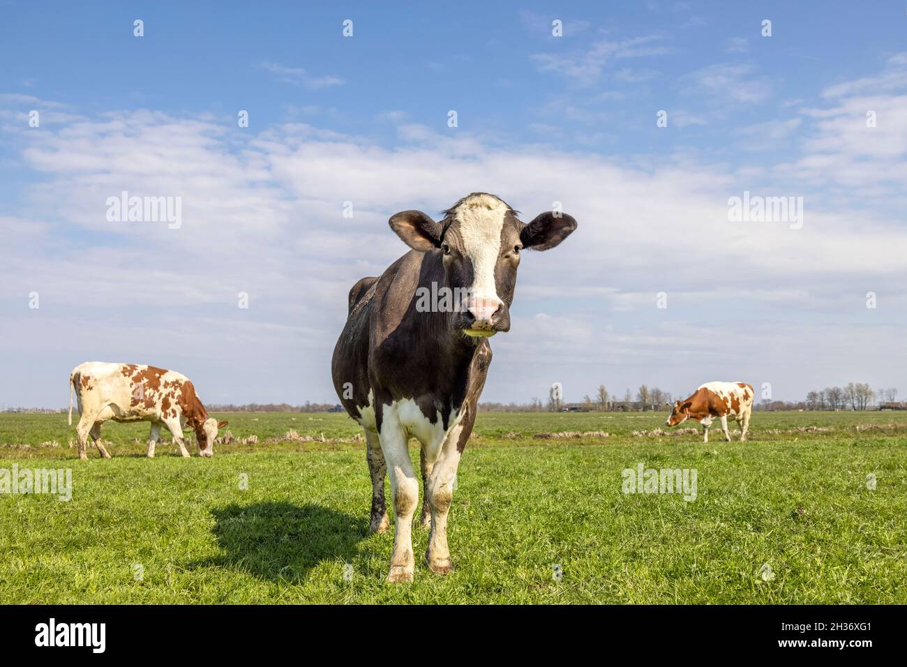 Nez de vache brun et jeu regardant dans un pâturage vert sous un ciel nuageux. Banque D'Images