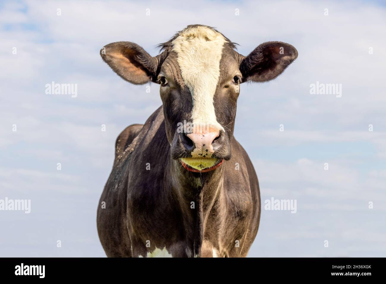 Jolie vache, marron foncé noir et blanc braque doux aspect, nez rose, devant un ciel bleu. Banque D'Images