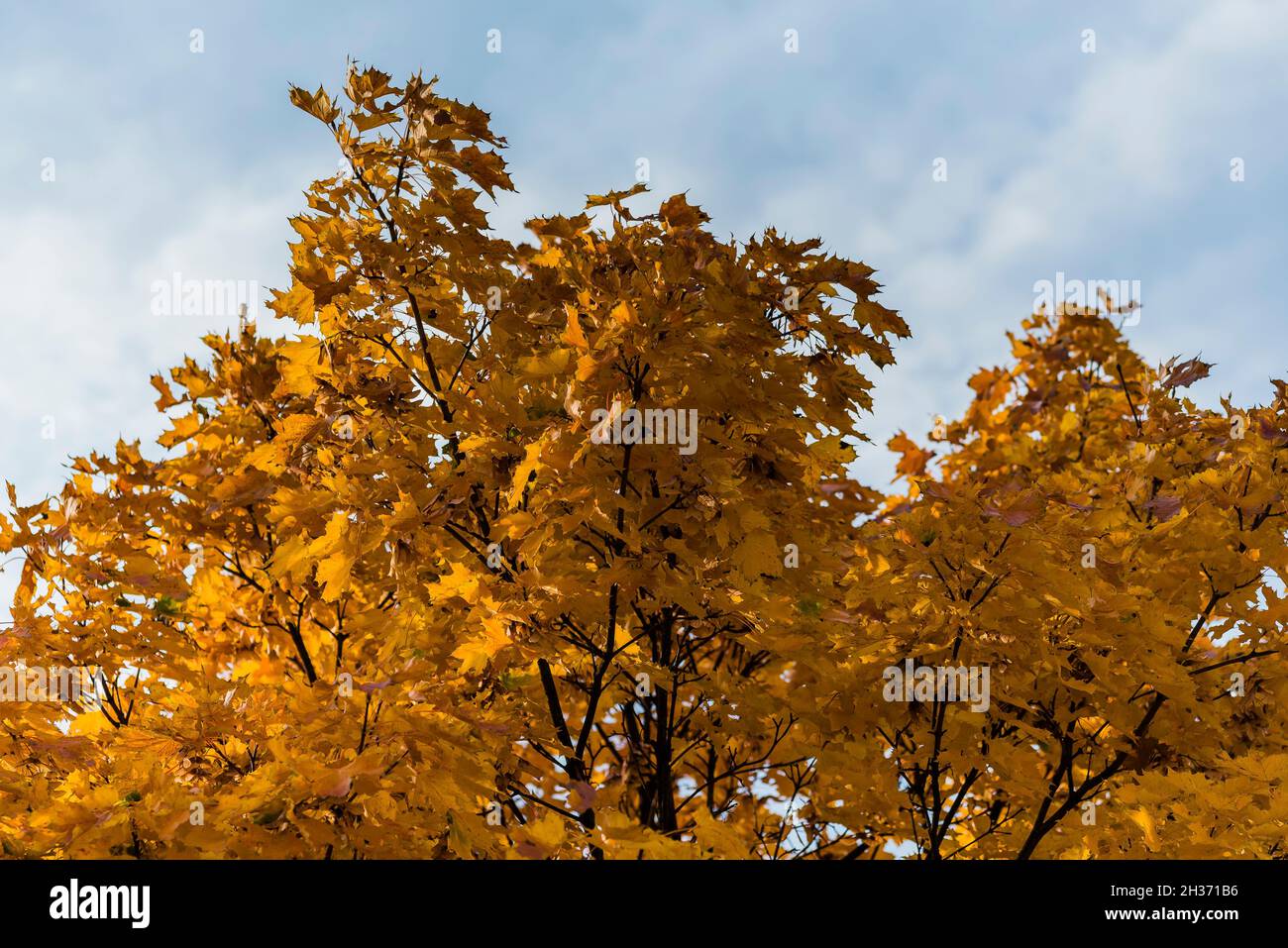 Feuilles d'automne, érable, feuilles d'automne d'un érable dans le vent Banque D'Images