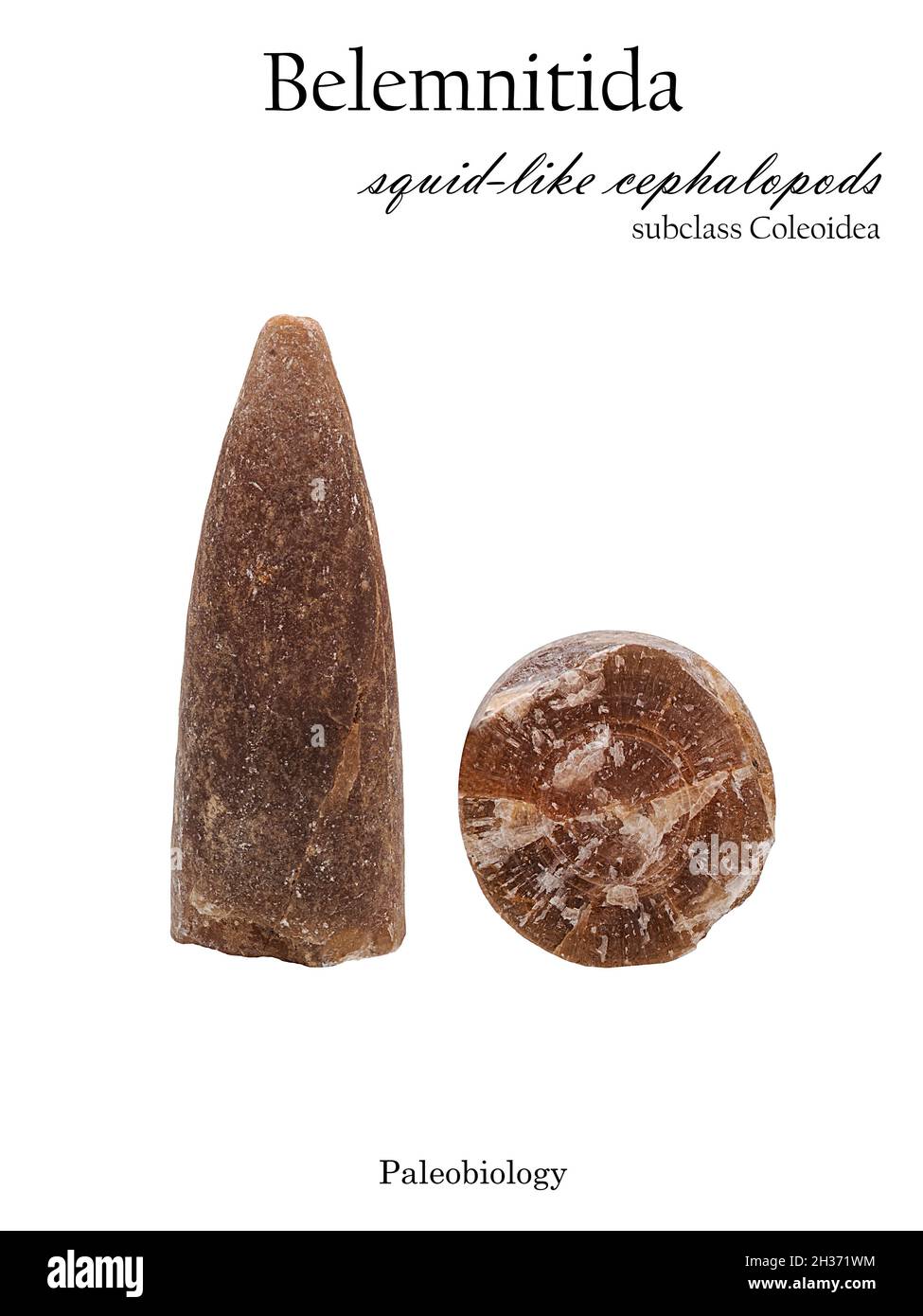 Parties fossiles des restes d'un mollusque éteint belemnite ou belemnitida vue latérale et en coupe isolée Banque D'Images