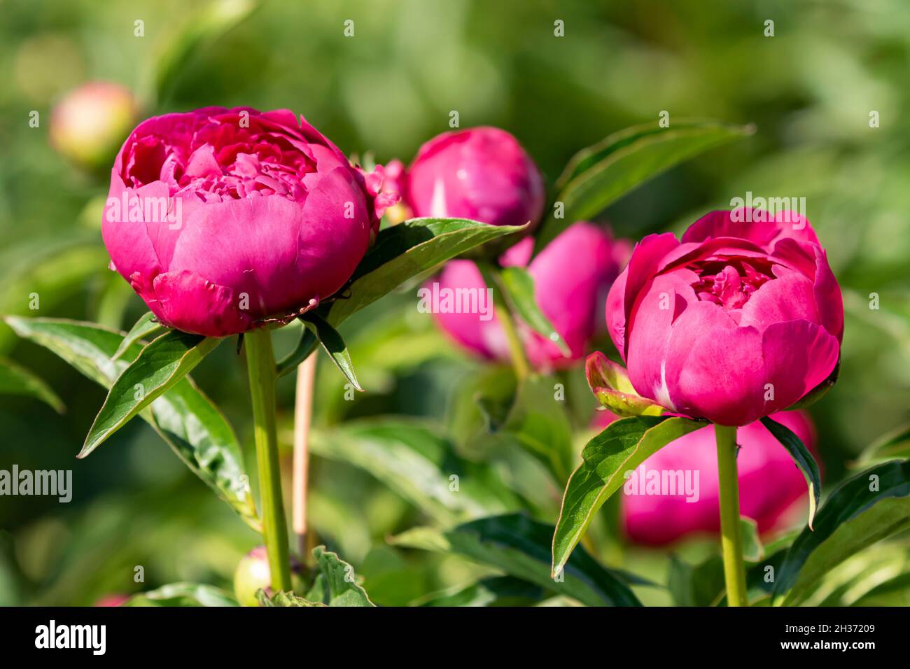 Des fleurs de pivoine élégantes et magnifiques fleurissent en été Banque D'Images
