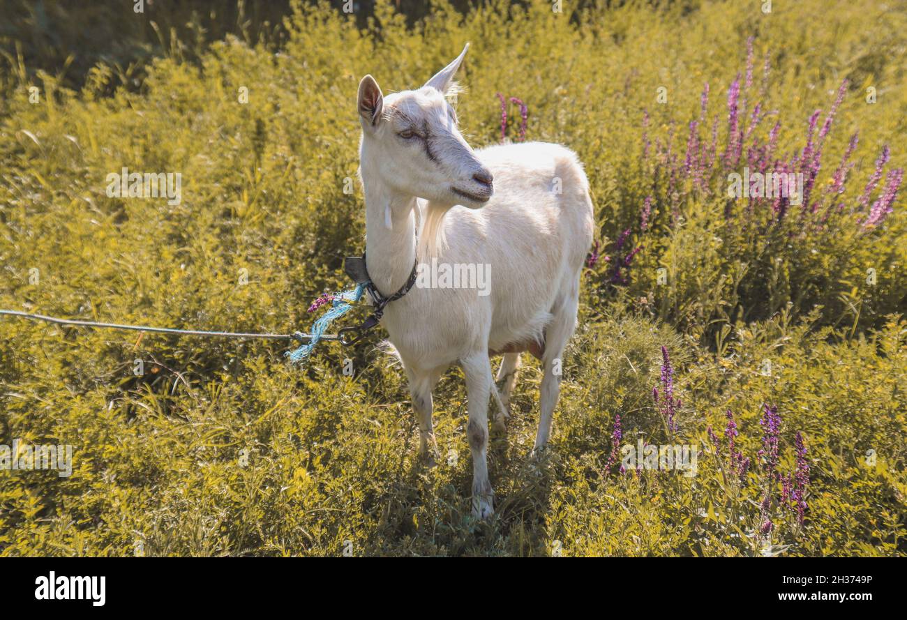 Une chèvre blanche tombe dans un champ par une chaude journée d'été. Banque D'Images