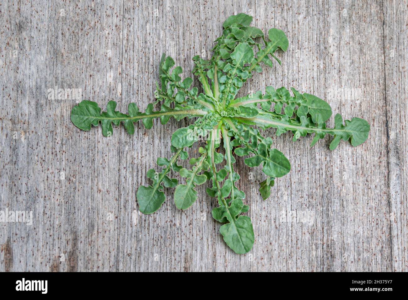 Rosette foliaire d'une jeune puse de Shepherds / Capsella bursa-pastoris plante autrefois utilisée en médecine, et aujourd'hui fourragée comme comestible Banque D'Images