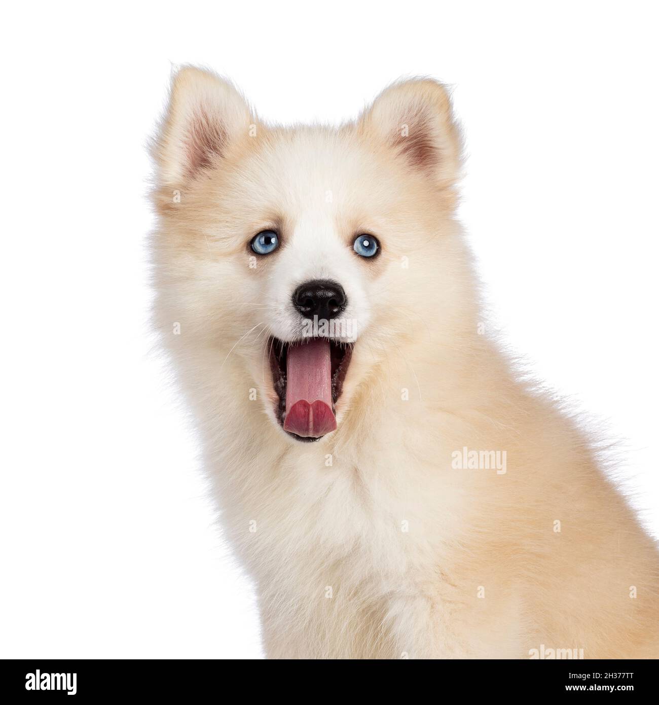 Photo De La Tete D Un Adorable Petit Chien Pomsky Moelleux En Regardant Vers L Appareil Photo La Bouche Est Ouverte Et La Langue Est Rose Isole Sur Un Fond Blanc Photo Stock Alamy Photo De La Tete D Un Adorable Petit Chien Pomsky Moelleux En Regardant Vers L Appareil Photo La Bouche Est Ouverte Et La Langue Est Rose Isole Sur Un Fond Blanc Photo Stock Alamy