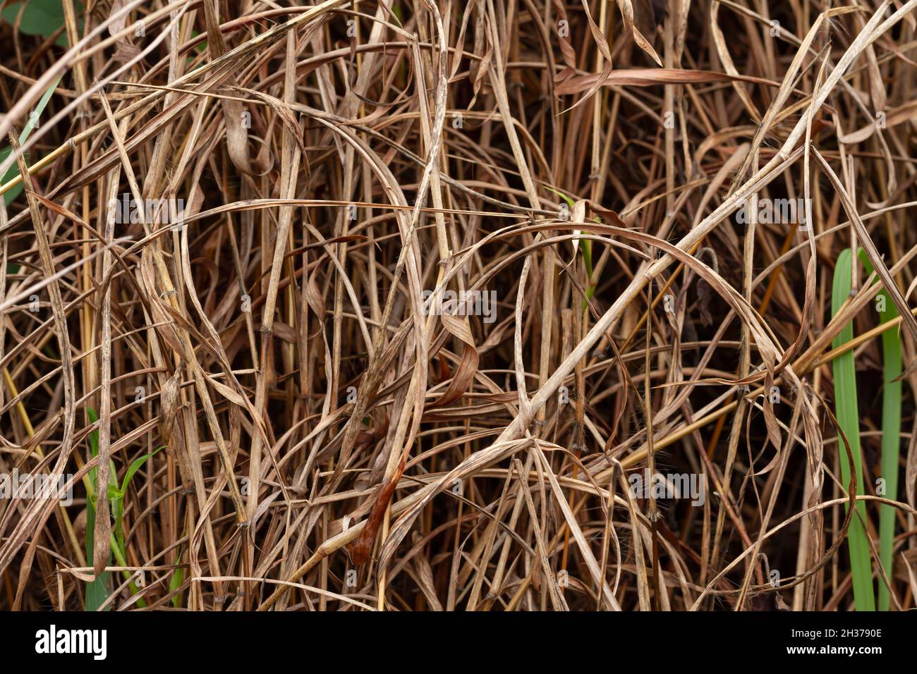 Paille, fond sec de texture paille, style vintage pour le design, paille des mauvaises herbes, image de haute qualité Banque D'Images