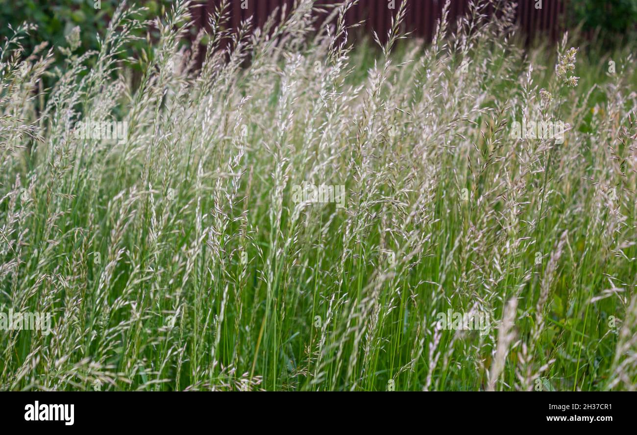 Lolium perenne ou raygrass vivace, ray-grass italien Banque D'Images