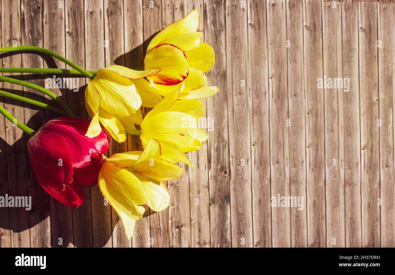 Tulipes jaunes et rouges sur fond de bois.Lieu d'écriture Banque D'Images